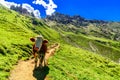 Panroma of Alpe di Siusi with alp cow Royalty Free Stock Photo