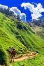 Panroma of Alpe di Siusi with alp cow Royalty Free Stock Photo