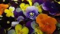 pansie flower clorfull spring edibleflowers