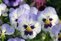 Pansies