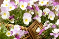 Pansies basket Royalty Free Stock Photo