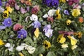 Pansies blooming