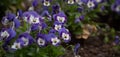 Pansies Blooming. Cute Two-tone Purple And White Flowers Growing In The Flowerbed. Close Up Shot