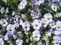 Pansies blooming in the garden on a summer day