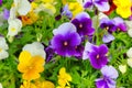 Pansies is blooming in meadow, closeup. Variety spring flowers is growing in garden.