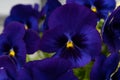 Pansies, blue viola tricolor floral background, spring flowers Royalty Free Stock Photo