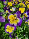 pansies bright flower of purple and yellow color