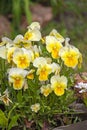 Pansies close-up