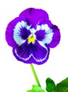 Pansies Colorful floral background from flower pansy. violet flo