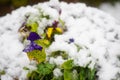 Pansies covered with snow. Photo during the day. Royalty Free Stock Photo