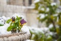 Pansies covered with snow. Photo during the day. Royalty Free Stock Photo