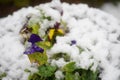 Pansies covered with snow. Photo during the day. Royalty Free Stock Photo