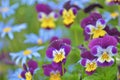 Pansies and daisies, bright and cheerful photo, close-up