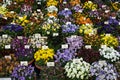 Pansies on display at Chelsea Flower Show