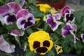 Pansies in a flower box on a windowsill in May. Berlin, Germany Royalty Free Stock Photo