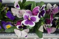 Pansies in a flower box on a windowsill in May. Berlin, Germany Royalty Free Stock Photo