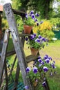 Pansies in flower pots decorated on an old wooden ladder in the garden Royalty Free Stock Photo