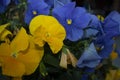 Pansies flowers in purple and yellow colors Baja California Mexico Royalty Free Stock Photo