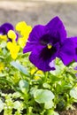 Pansies flowers, violet flowers, spring flowers, rich flowers