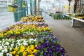 Pansies in a garden store.