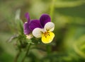 Pansies on a green natural background closeup. Flowering Violet tricolor, pansy, heartsease.