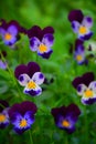 Pansies on a green natural background. Stock Photo