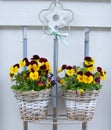 Pansies in hanging baskets Royalty Free Stock Photo