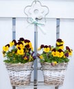 Pansies in hanging baskets Royalty Free Stock Photo