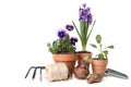 Pansies and Hyacinth With Gardening Tools Royalty Free Stock Photo