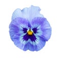 Blue Bright Pansies isolated on white background