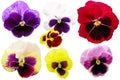 Pansies isolated on white background. Viola tricolor red blue yellow macro closeup Royalty Free Stock Photo