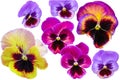 Pansies isolated on white Royalty Free Stock Photo