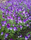 flowers viola in garden decor Royalty Free Stock Photo