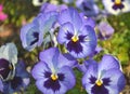 Pansies Royalty Free Stock Photo