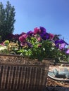 Pansies on a Mediterranean patio