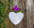 Pansies planted in a heard on wooden background