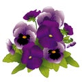 Pansies, Purple and Lavender Spring Flowers