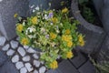 Pansies and Sedum kamtschaticum var. ellacombianum blooms with beautiful flowers in June. Berlin, Germany