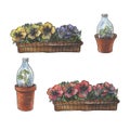 pansies and seedlings. Watercolor illustration Royalty Free Stock Photo