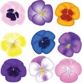 Pansies set Royalty Free Stock Photo
