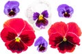 Pansies set isolated on white background. Viola tricolor red blue yellow macro closeup Royalty Free Stock Photo