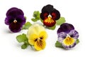 Pansies Set On White Background. Generative AI Royalty Free Stock Photo