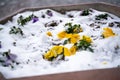 Pansies snow. Snow on a yellow pansy Viola tricolor flower during early spring storm Royalty Free Stock Photo