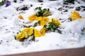 Pansies snow. Snow on a yellow pansy Viola tricolor flower during early spring storm Royalty Free Stock Photo