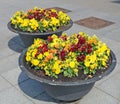 Pansies spring  gentle red  and yellow flowers grow in an old metal  modern steel street flowerpots Royalty Free Stock Photo