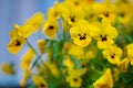 pansies, spring potted flower, summer flowers, flowers in pots in the garden, vintage garden background