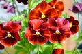 Pansies of unusual colors grow in a flower bed. Flowering shrubs in the garden on a Sunny day Royalty Free Stock Photo