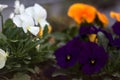 Pansies in various colors in a vase Royalty Free Stock Photo