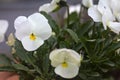 Pansies in various colors in a vase Royalty Free Stock Photo