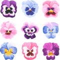 Pansies. Vector illustration. Isolated on a white background. Royalty Free Stock Photo